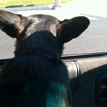 petco greenback
