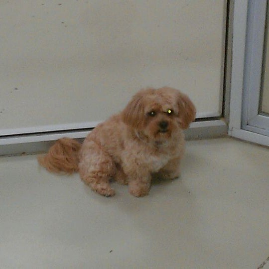 Animal House Pet Hotel & Spa Midtown 4 tips