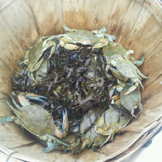 no bones bait and tackle