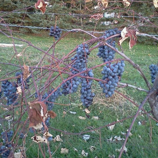 Foto tirada no(a) Hunt Country Vineyards por Dan I. em 11/6/2011