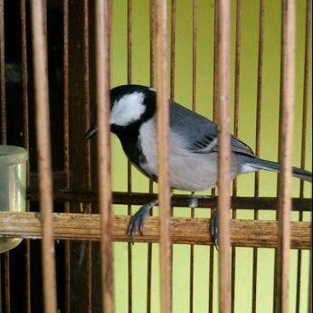 Foto Di Kios Burung Wbc Kidul Warak Toko Hewan Peliharaan