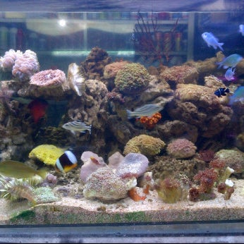 103 Jual Ikan Hias Air Laut Semarang HD Terbaik