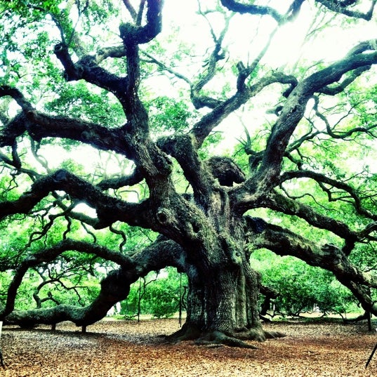 Angel Oak Tree 57 Tips From 3849 Visitors