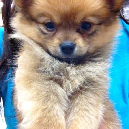 Photo taken at Petland Independence by Choua on 8/20/2012
