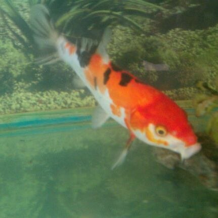 west garden brantford