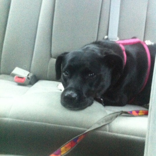 pet pals holistic veterinary hospital