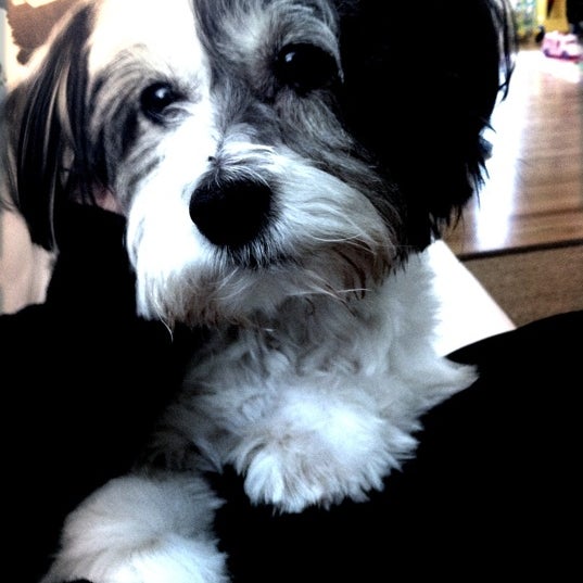 jackie's pet grooming