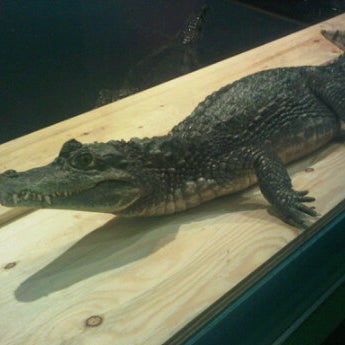 The first reptile zoo in Atlantic Canada and the only zoo in Nova Scotia to have crocodilians on permanent display to the public!
