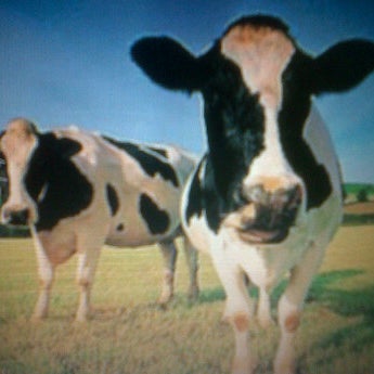 Photos At National Feedlot Corporation Farm
