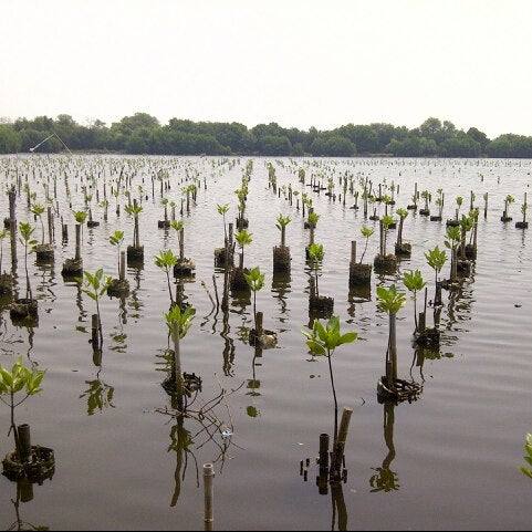 Photos At Taman Wisata Alam Mangrove Nature Preserve In