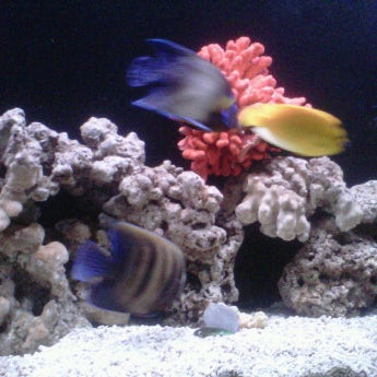 Photos At Coral Wonderland Now Closed Exhibit