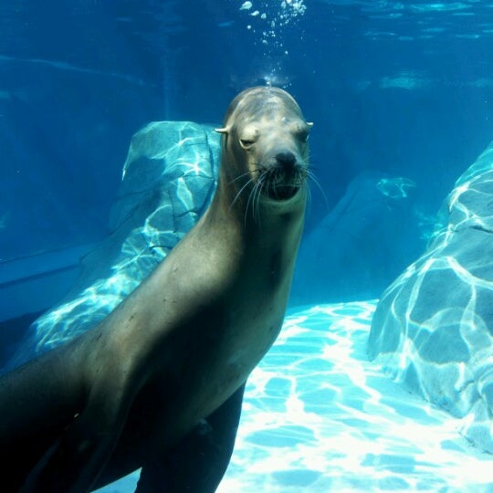 St Louis Zoo Family Pass