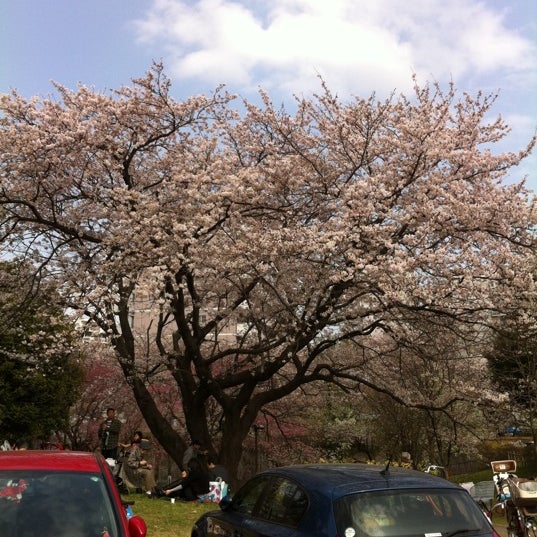 Photos At 保土ヶ谷公園の桜 保土ヶ谷区 35 Visitors