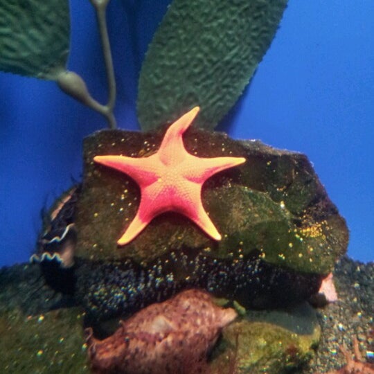8/9/2012にKatelyn A.がOklahoma Aquariumで撮った写真