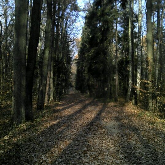 West forest. Пустынный лес. Форест вест. Millar western forest products ltd. Последние времена леса.