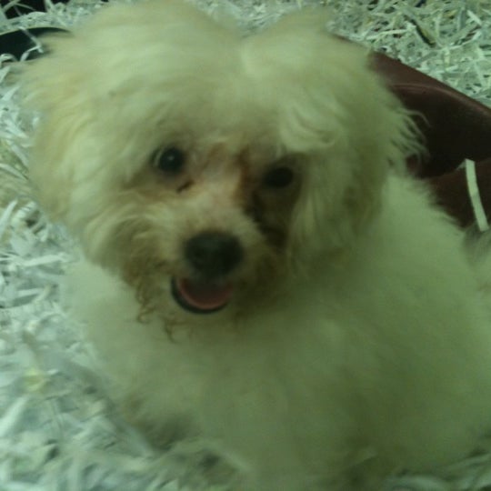 Middle Earth Pet Shop 1 tavsiye