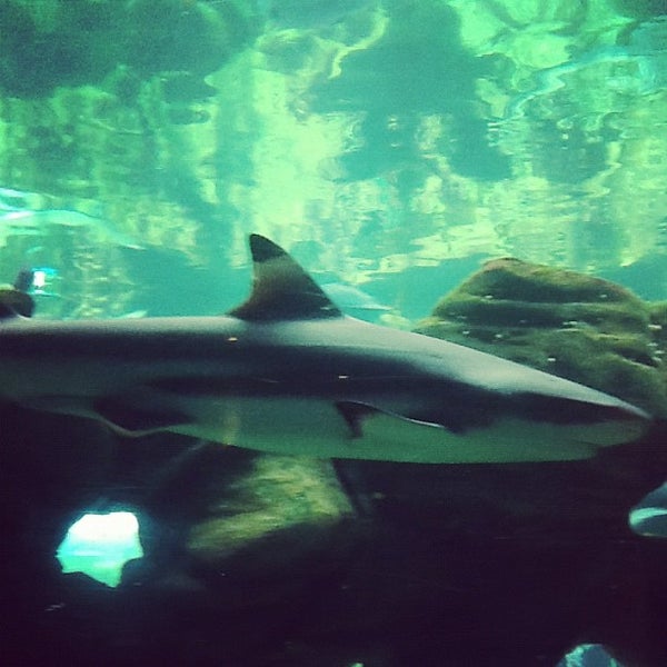 รูปภาพถ่ายที่ Oceanarium, The Bournemouth Aquarium โดย Chloe H. เมื่อ 8/2/2012