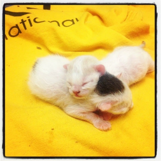 Photo taken at Arizona Animal Welfare League &amp; SPCA by Rachael J. on 5/21/2012