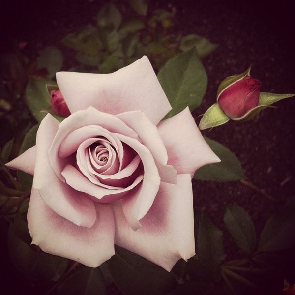 Klamath Falls Rose Garden Rotorua Central, Bay of Plenty