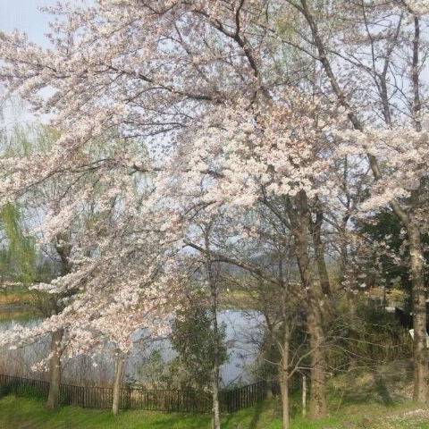 Photos At 田辺公園 花見山 京田辺市 京都府