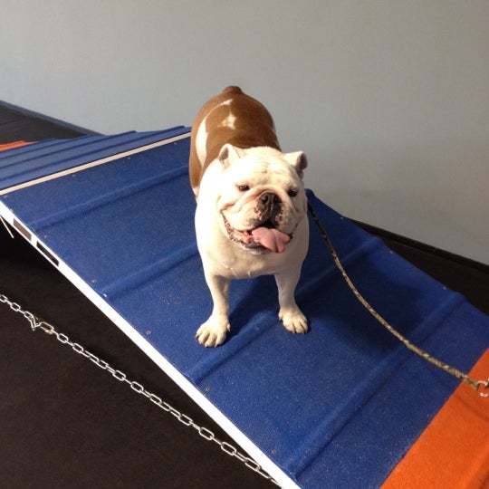 Zoom Room Dog Training Artik Kapali 726 N La Brea Ave Da