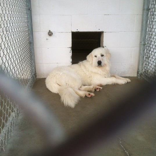 dr clark critter care