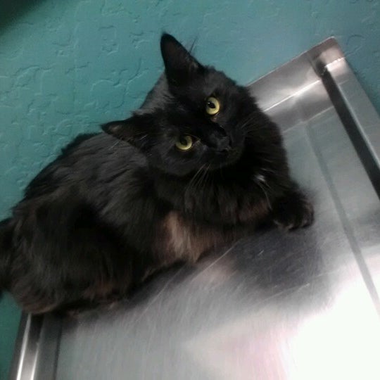 8/25/2012にmelisa t.がGentle Care Animal Hospitalで撮った写真