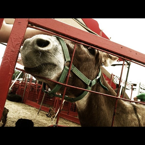 7/31/2012 tarihinde Kenneth T.ziyaretçi tarafından Greene County Fairgrounds'de çekilen fotoğraf