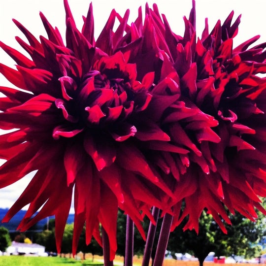 Dan's Dahlias Oakville, WA