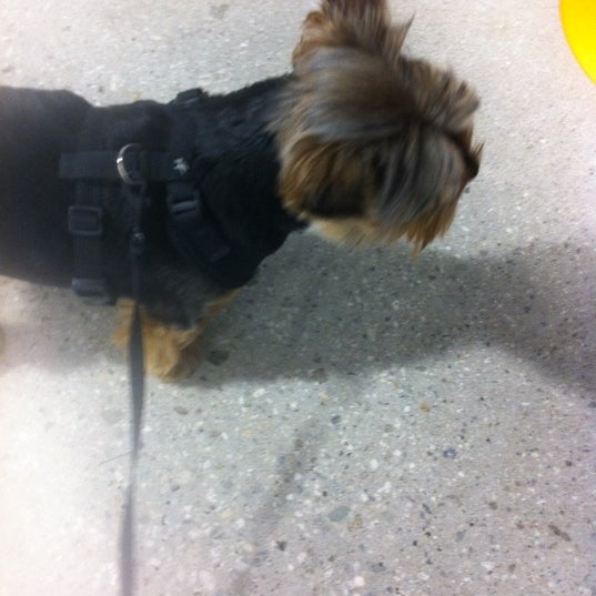 Zoom Room Dog Training Artik Kapali 726 N La Brea Ave Da