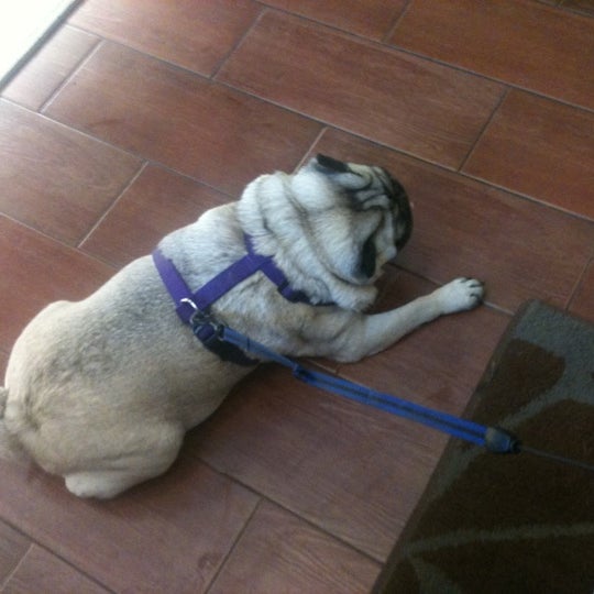 Photo taken at Greenpoint Veterinary by Erica S. on 8/12/2011