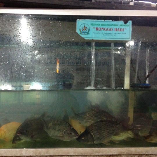 8500 Koleksi Ikan Air Tawar Balikpapan Terbaru