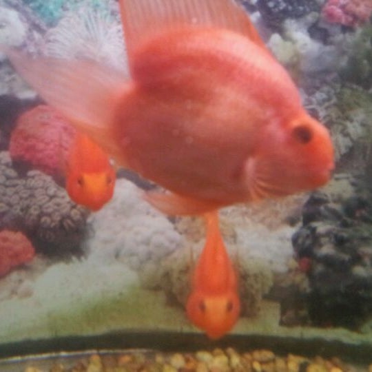 Gung Ho Chinese Restaurant Asian Restaurant in Colchester