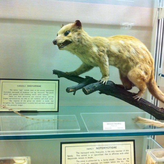 7/17/2012 tarihinde Ксюша С.ziyaretçi tarafından Cambridge University Museum Of Zoology'de çekilen fotoğraf