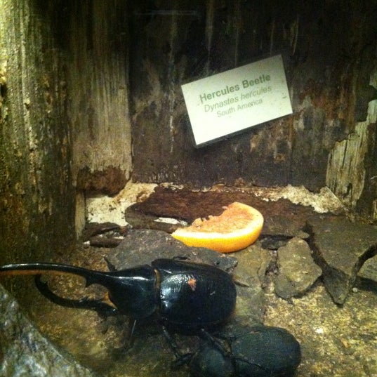 Insect Zoo at Smithsonian National Museum of Natural History Science