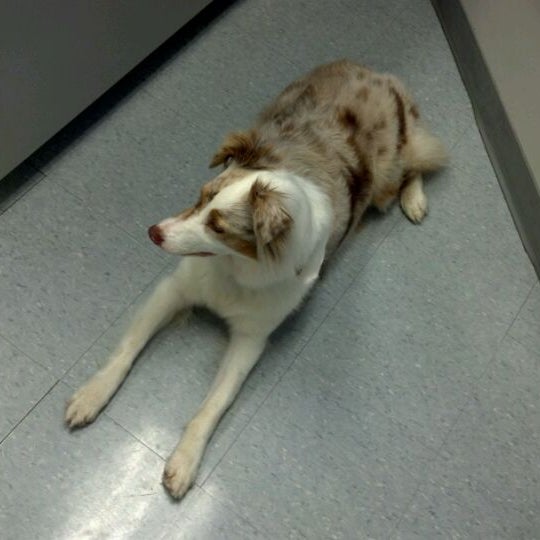 Wellborn Road Veterinary Medical Center Veterinarian in College Station