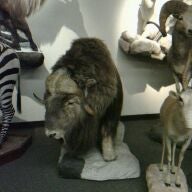 1/25/2012にE T.がLas Vegas Natural History Museumで撮った写真