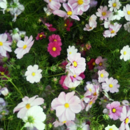 東京花市 Flower Shop In 品川区