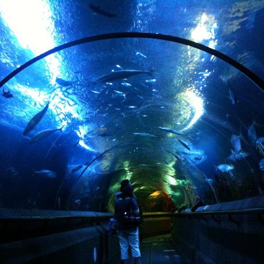 Photo taken at Underwater World And Dolphin Lagoon by yo h. on 5/5/2011