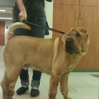 Das Foto wurde bei Gulf Coast Veterinary Specialists von Abigail S. am 3/2/2012 aufgenommen