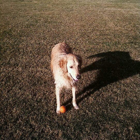 Photos At Cr Ranch American Ave