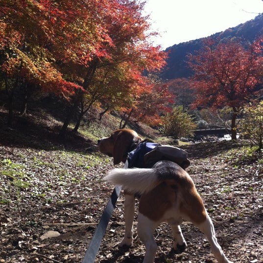 Photos At 長泉町森林公園 長泉町 静岡県