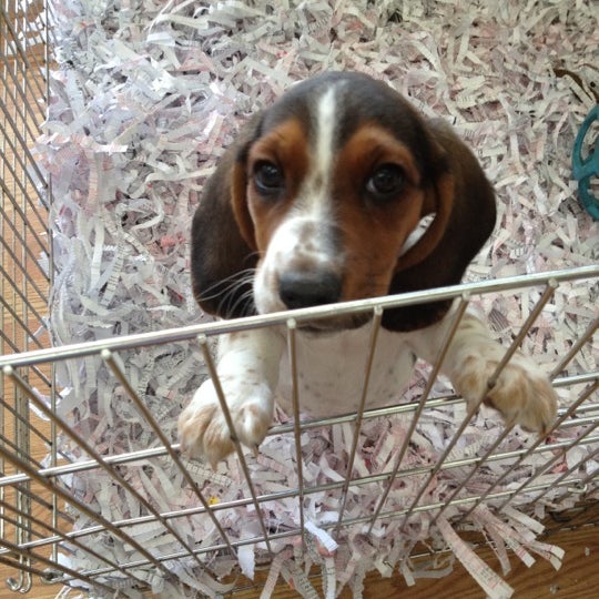 Puppy Town Pet Supplies Store in Tampa