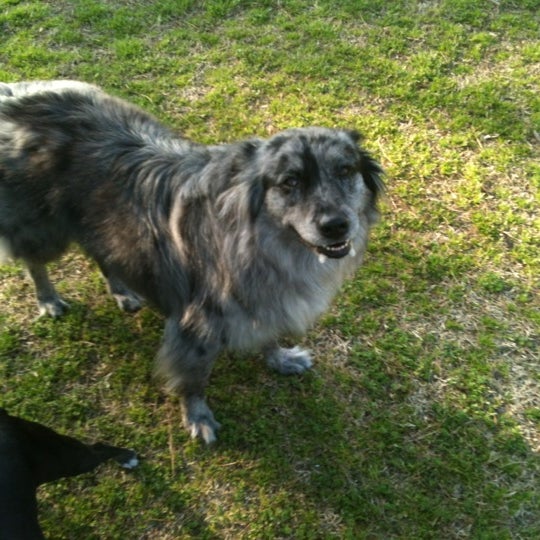 Fayetteville Dog Park Dog Park in Fayetteville
