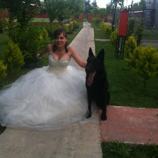 Lara dog. Lara dog