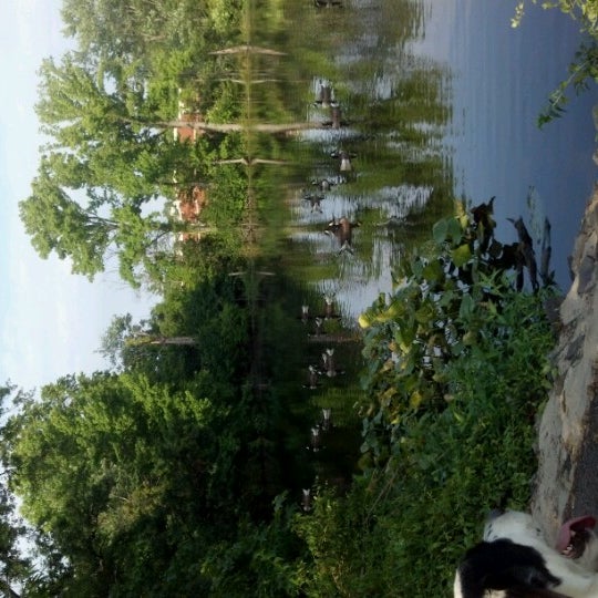 Oak Tree Pond Park Park