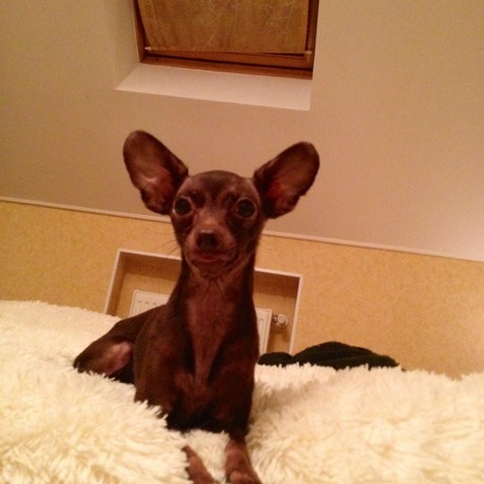 зооцентр самара. преданный друг ветеринарная клиника казань. клиника ветеринар тольятти. ветклиника в шушарах. ветеринарный госпиталь вита в редкино.