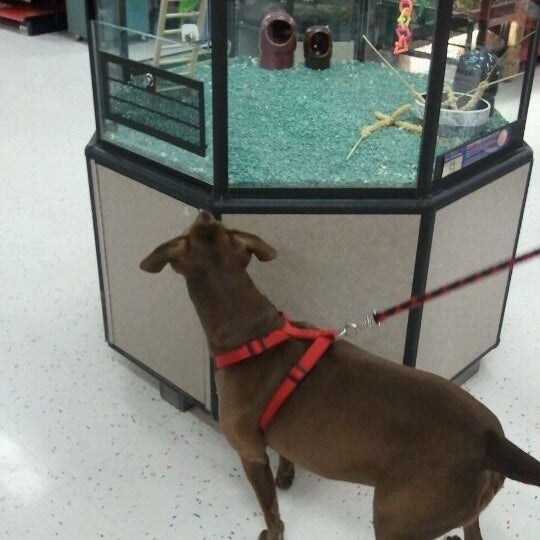 Petco Tienda de mascotas en Melbourne