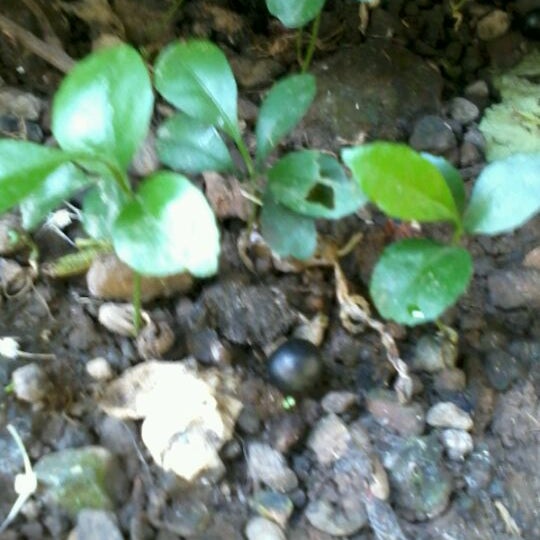 Bukit Doa Taman Getsemani Ungaran Park