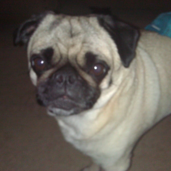 Camp Critter Bar & Grille at Great Wolf Lodge American Restaurant in